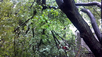 Irene damage to our house